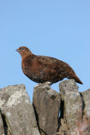 07-3815 Red Grouse Lagopus scoticus Teesdale County Durham